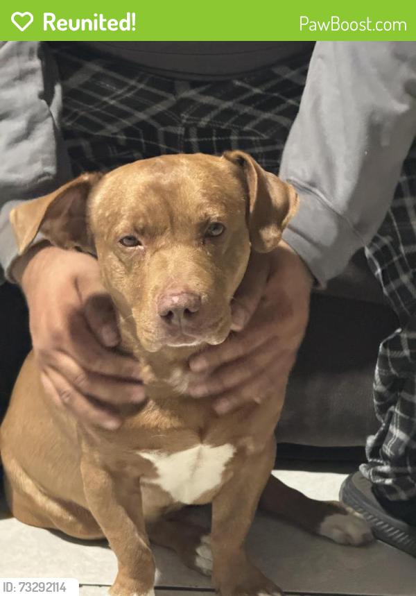 Reunited Male Dog last seen Jackrabbit/vanburen, Buckeye, AZ 85326