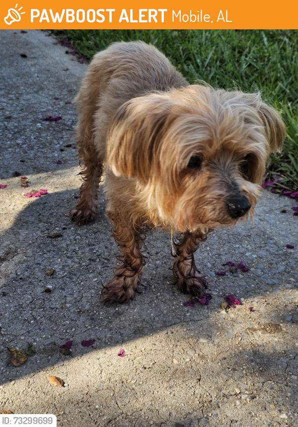 Found/Stray Female Dog last seen Cottage Hill/Burlington, Mobile, AL 36695