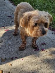 Found/Stray Female Dog last seen Cottage Hill/Burlington, Mobile, AL 36695