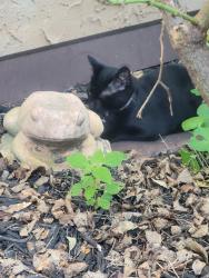 Found/Stray Unknown Cat last seen Farrar Road, Cohutta, GA 30710