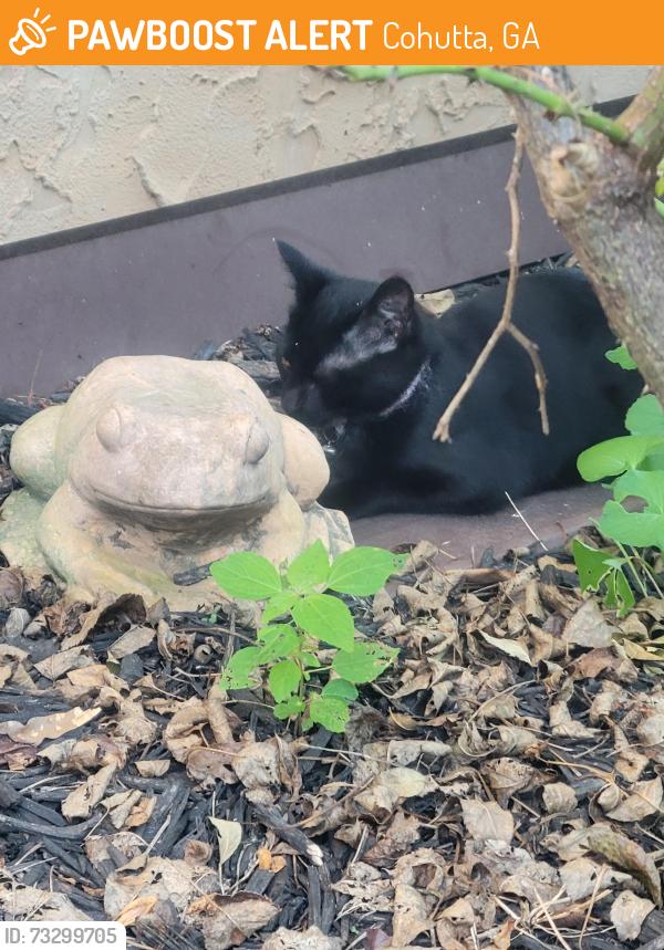 Found/Stray Unknown Cat last seen Farrar Road, Cohutta, GA 30710