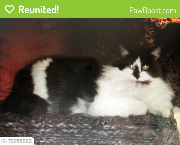 Reunited Female Cat last seen Sulphur and Devonshire, St. Louis, MO 63109