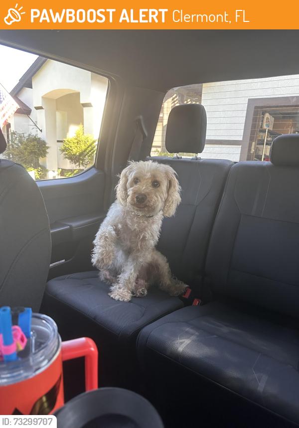 Found/Stray Male Dog last seen Greater Pines and Spruce Pine Lane, Clermont, FL 34711
