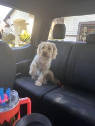 Found/Stray Male Dog last seen Greater Pines and Spruce Pine Lane, Clermont, FL 34711