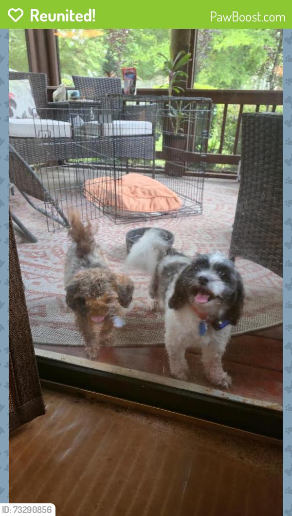 Reunited Female Dog last seen smith rd and carriage lake dr, Charlotte, NC 28273