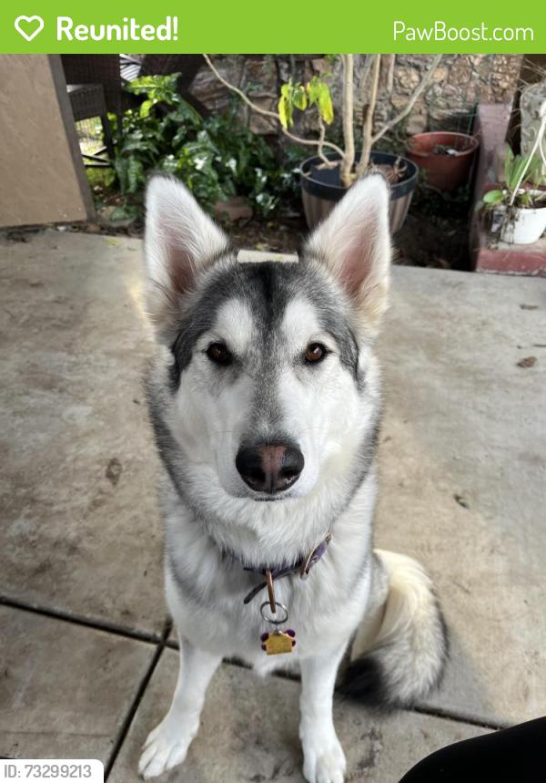Reunited Female Dog last seen Powerline rd and 9th, Olivehurst, CA 95961