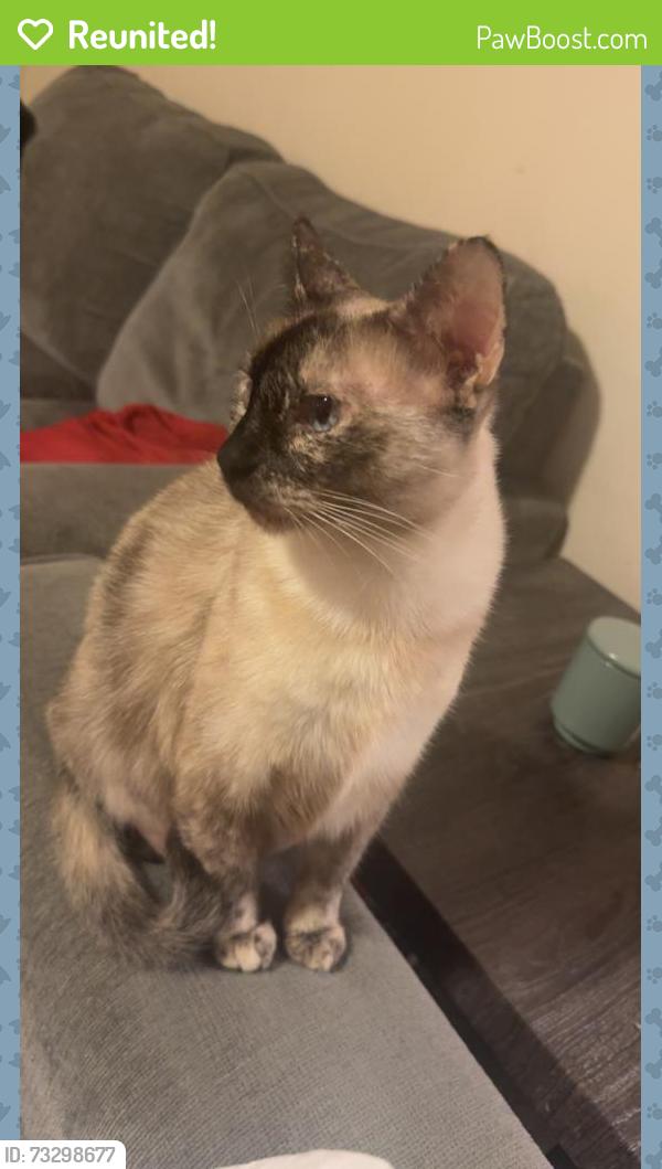 Reunited Female Cat last seen Crescent & Alamo by Brookhurst Park, Anaheim, CA 92801