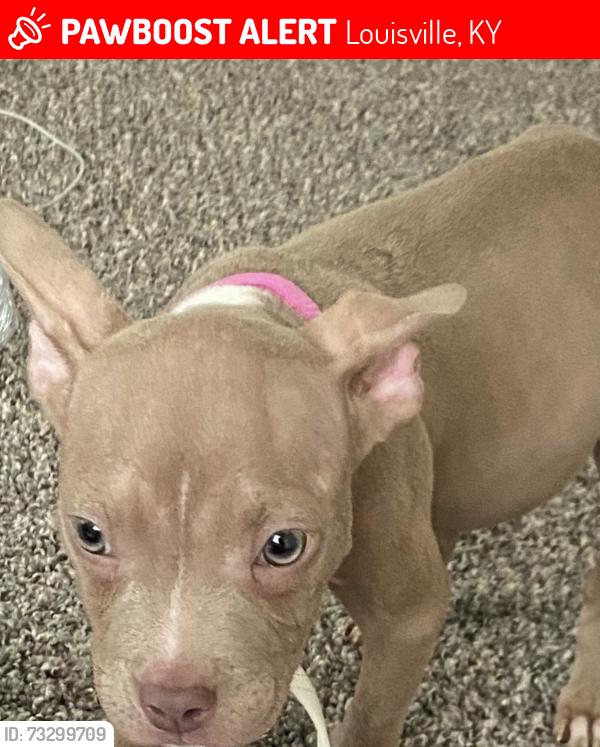 Lost Female Dog last seen Belard Avenue, Louisville, KY 40218