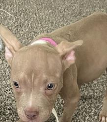Lost Female Dog last seen Belard Avenue, Louisville, KY 40218