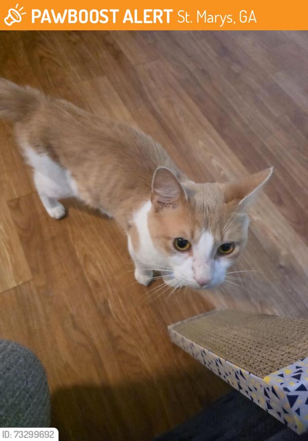 Found/Stray Male Cat last seen Navy housing in holly court, St. Marys, GA 31558