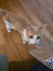 Found/Stray Male Cat last seen Navy housing in holly court, St. Marys, GA 31558