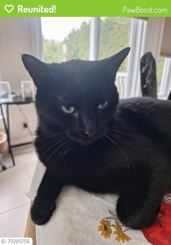 Reunited Male Cat last seen Near Rue de Maskinongé, Laval, QC H7E 4A9