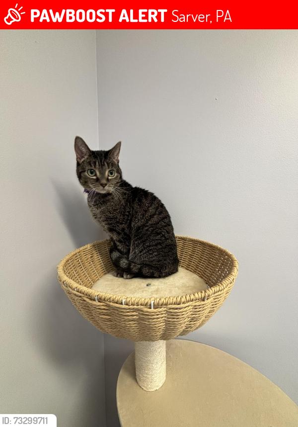 Lost Female Cat last seen Parker Road and Cole Road, Sarver, Sarver, PA 16055
