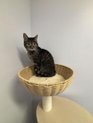Lost Female Cat last seen Parker Road and Cole Road, Sarver, Sarver, PA 16055