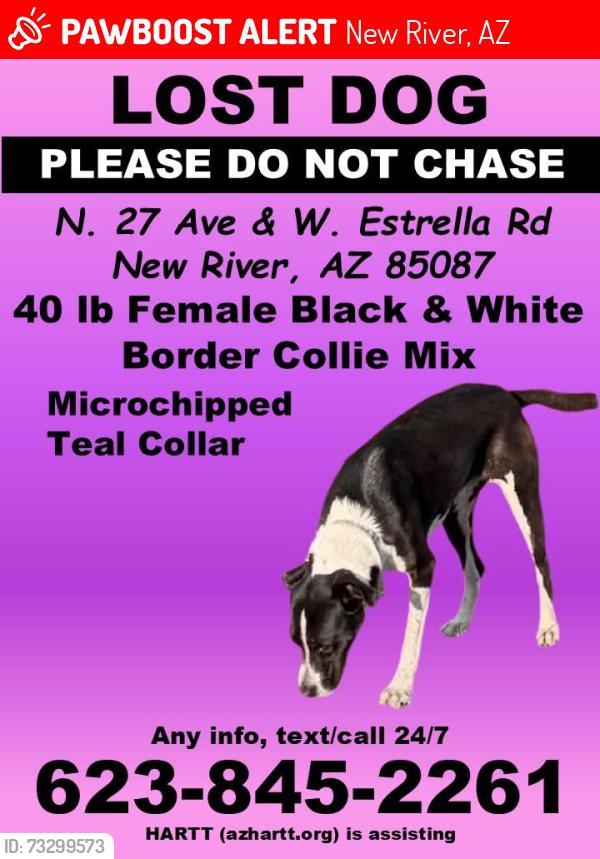 Lost Female Dog last seen New River rd and 27th ave, New River, AZ 85087