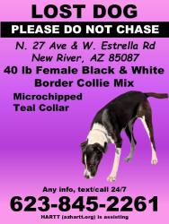 Lost Female Dog last seen New River rd and 27th ave, New River, AZ 85087