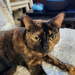 Lost Female Cat last seen HB LEE MIDDLE SCHOOL, Portland, OR 97230