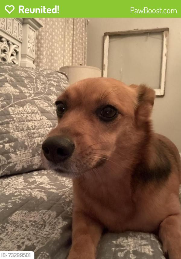 Reunited Female Dog last seen East Brainerd Rs, Chattanooga, TN 37421
