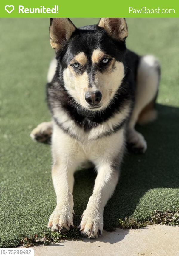 Reunited Female Dog last seen East Brainerd rd, Chattanooga, TN 37421