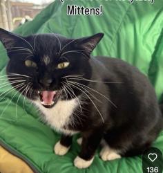 Reunited Male Cat last seen 97th and Antioch Overland Park, Overland Park, KS 66212