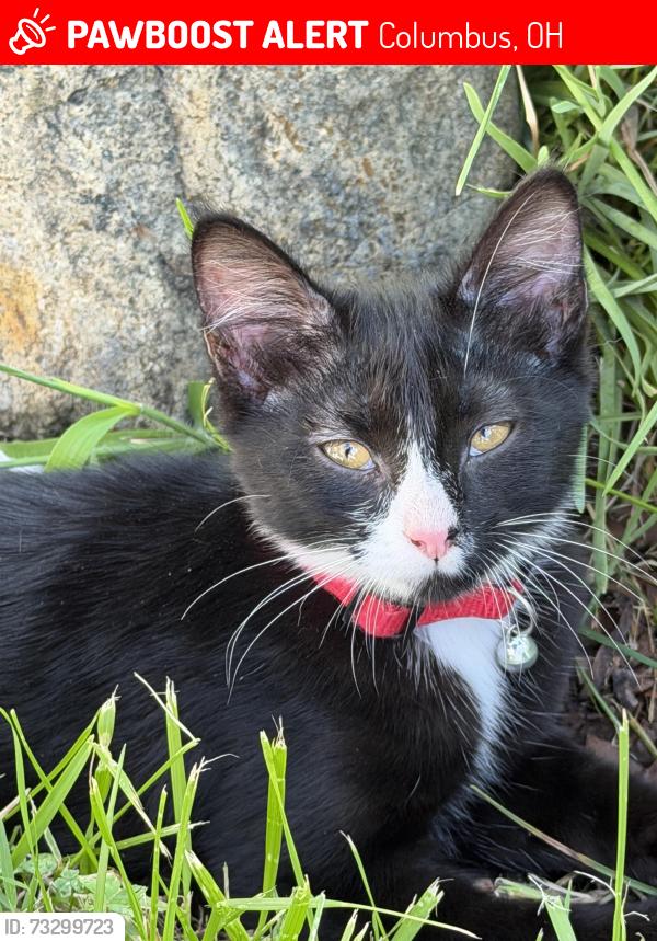 Lost Female Cat last seen Whittier and Wilson, Columbus, OH 43206
