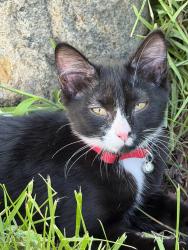 Lost Female Cat last seen Whittier and Wilson, Columbus, OH 43206