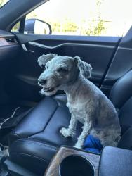 Lost Female Dog last seen Cannery avenue, Sacramento, CA 95811