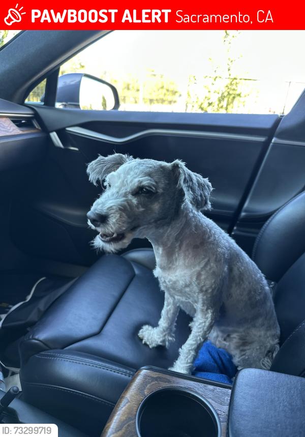Lost Female Dog last seen Cannery avenue, Sacramento, CA 95811