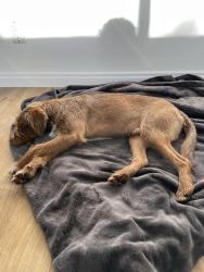 Found/Stray Male Dog last seen Oleary Ct, Thousand Oaks, CA 91320