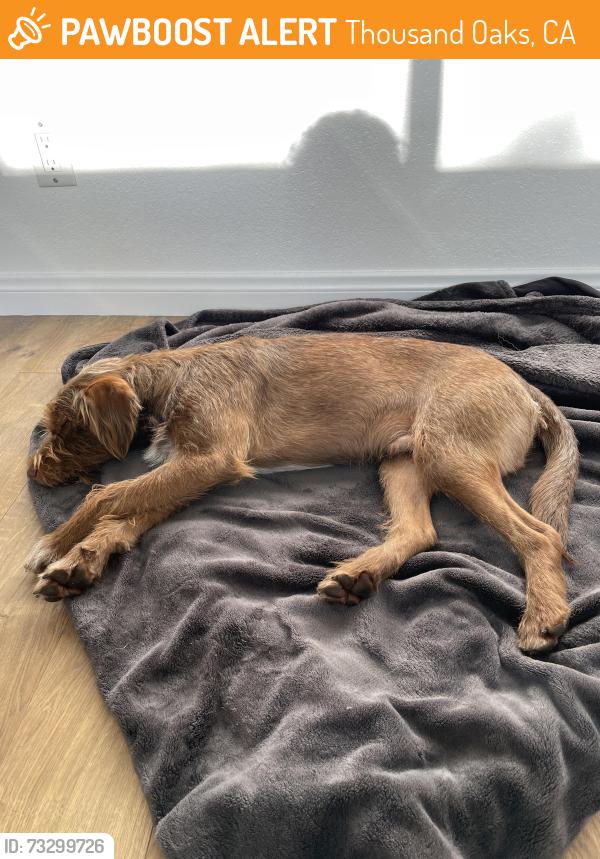 Found/Stray Male Dog last seen Oleary Ct, Thousand Oaks, CA 91320