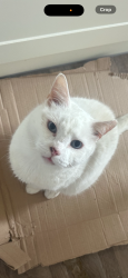 Lost Male Cat last seen Five elms, Greater London, England RM8 3AA