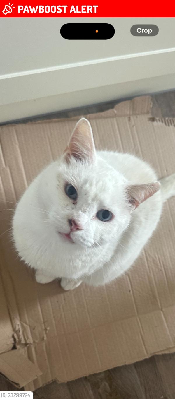 Lost Male Cat last seen Five elms, Greater London, England RM8 3AA