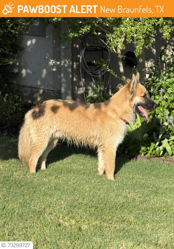 Found/Stray Male Dog last seen Long Creek, New Braunfels, TX 78130