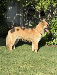 Found/Stray Male Dog last seen Long Creek, New Braunfels, TX 78130