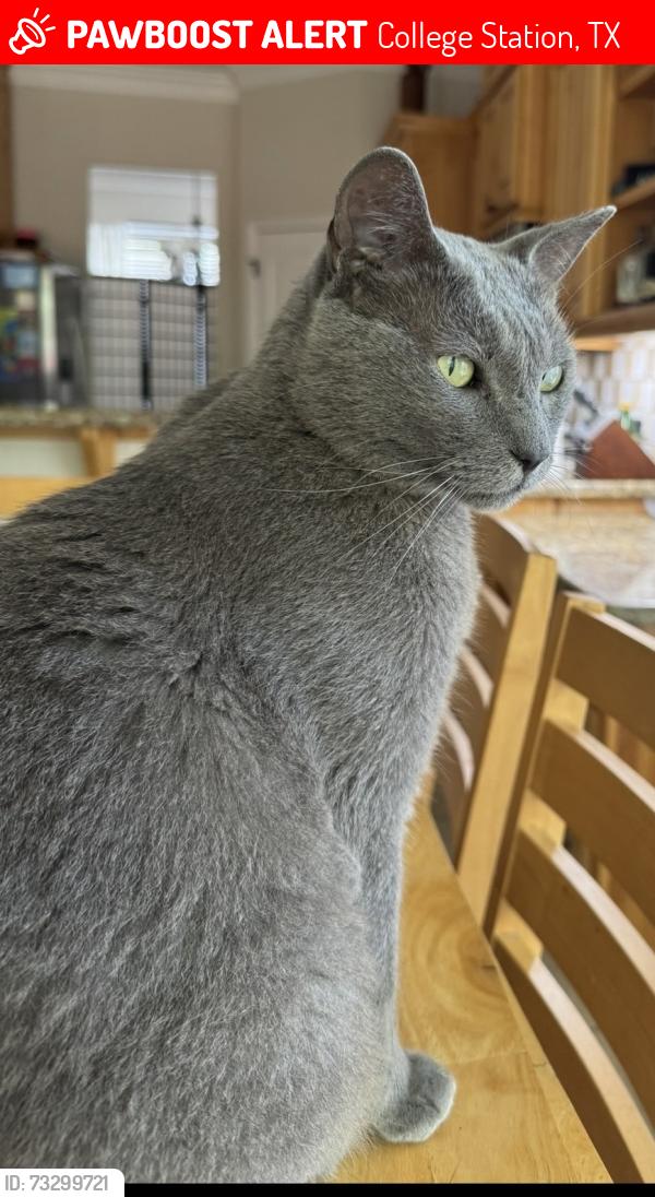 Lost Male Cat last seen Castlegate I, College Station, TX 77845