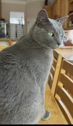 Lost Male Cat last seen Castlegate I, College Station, TX 77845