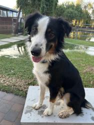 Lost Male Dog last seen 79th Ave & Orangewood, 85303, Glendale, AZ 85303