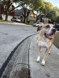 Reunited Female Dog last seen Chittim Meadow and Chittim Trail, San Antonio, TX 78232