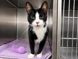 Shelter Stray Female Cat last seen Apt 2D,310 W 143 Street, NEW YORK, NY, 10030, 326 E 110th St, New York, NY 10029, USA
