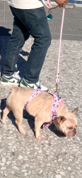 Reunited Female Dog last seen Navarro st, Los Angeles, CA 90032