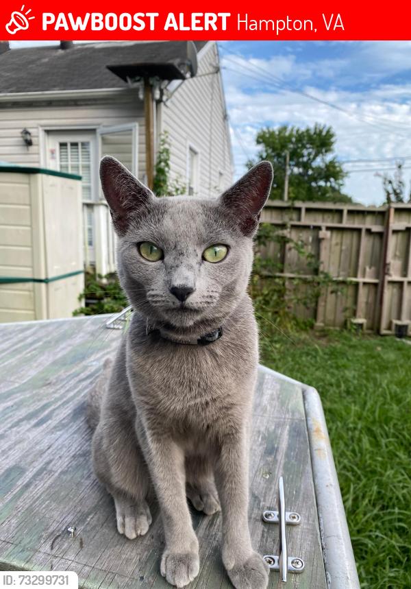Lost Female Cat last seen North King Street, Hampton, VA 23669