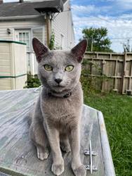 Lost Female Cat last seen North King Street, Hampton, VA 23669