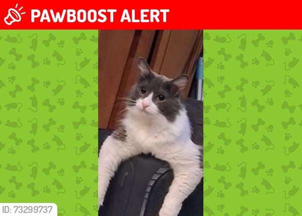 Lost Male Cat last seen Crystal Hill RV park, North Little Rock, AR 72118