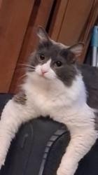 Lost Male Cat last seen Crystal Hill RV park, North Little Rock, AR 72118
