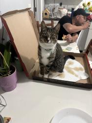 Lost Male Cat last seen Eli pizza, Elizabeth, NJ 07201