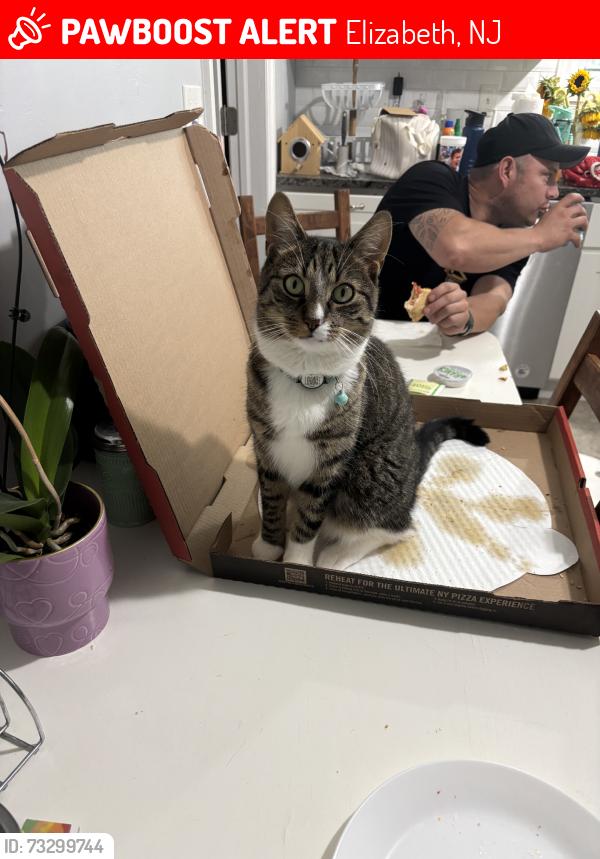 Lost Male Cat last seen Eli pizza, Elizabeth, NJ 07201