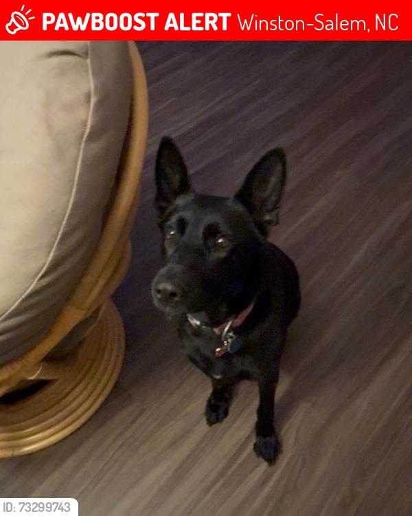 Lost Female Dog last seen Waughttown, Winston-Salem, NC 27107