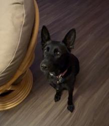 Lost Female Dog last seen Waughttown, Winston-Salem, NC 27107