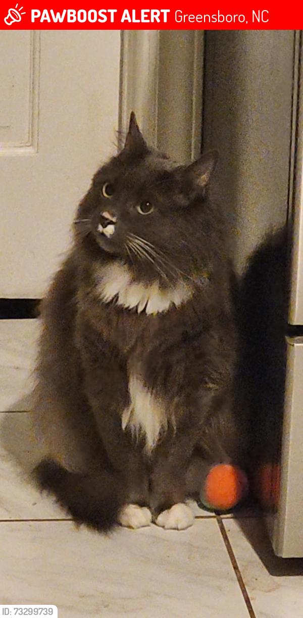 Lost Male Cat last seen Dellwood and Cantebury, Greensboro, NC 27408