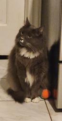 Lost Male Cat last seen Dellwood and Cantebury, Greensboro, NC 27408